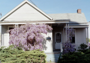 Irene Rowley, photo of Petaluma wisteria